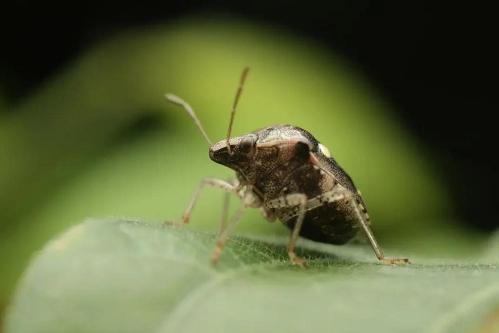 stink bug bite close up
