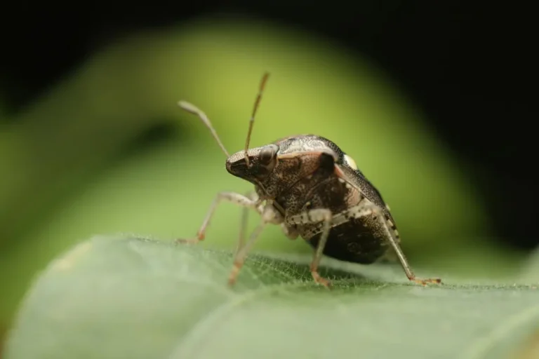 stink bug bite close up