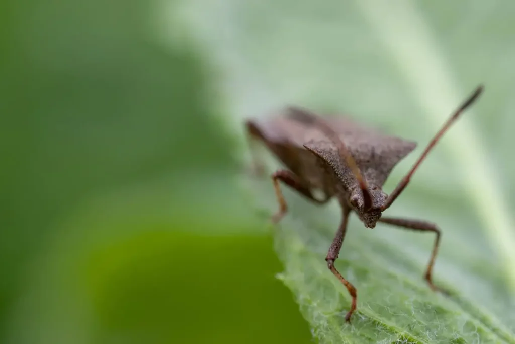 stink bug on plant leaf