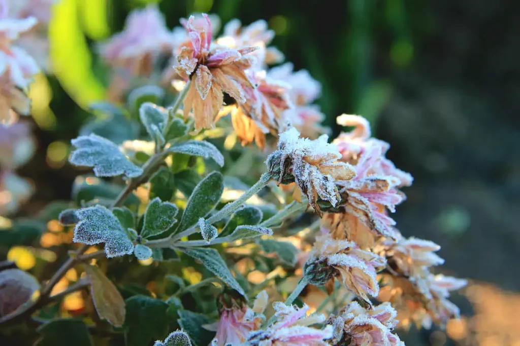 Pink chrysanthemums covered in frost, a sign it's time for bringing potted plants indoors before frost