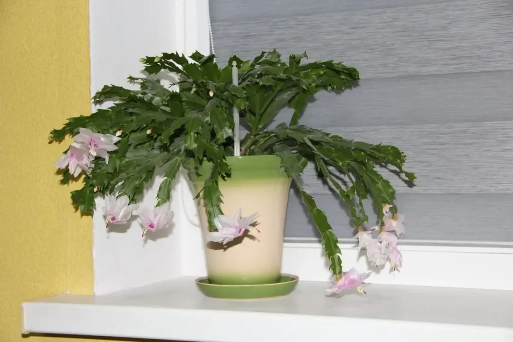 Blooming Christmas cactus with pink and white flowers on a windowsill