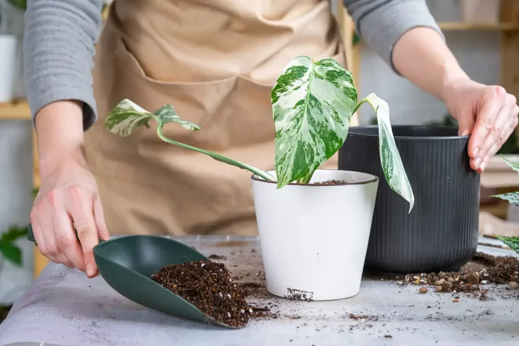 Hands holding a variegated monstera with its root ball exposed during repotting