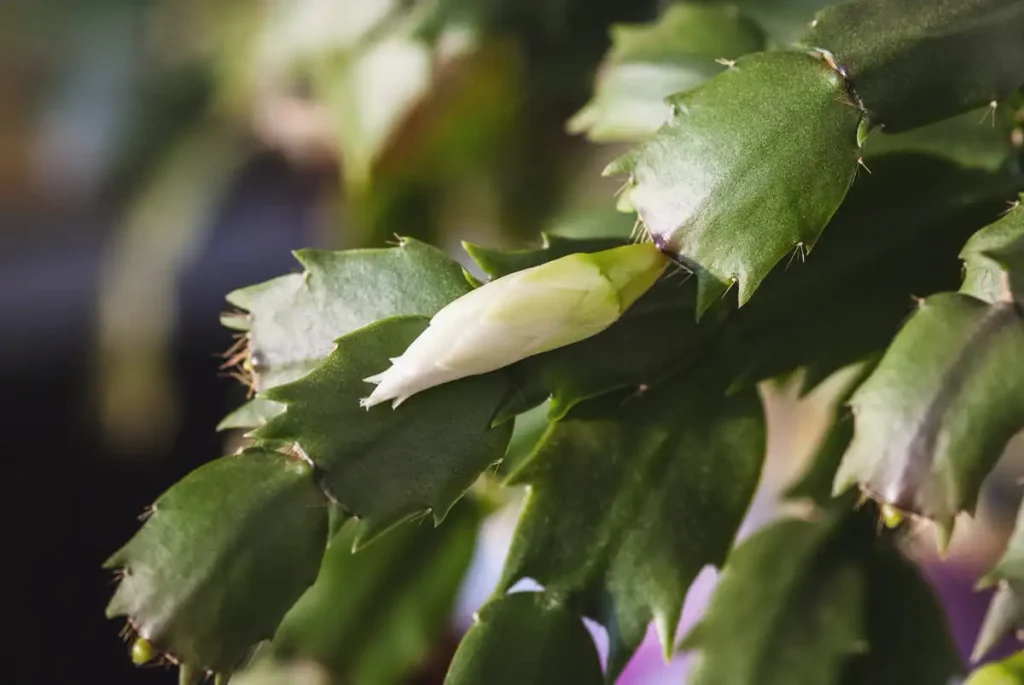 White flower buds at the stem tips of a Christmas cactu