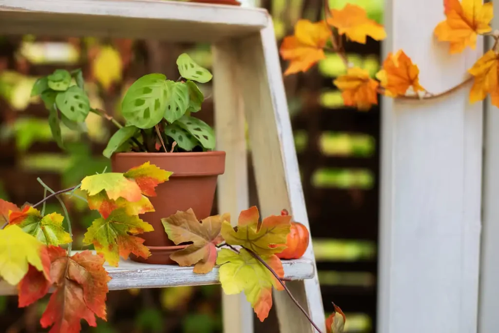 Green houseplant in a clay pot sitting on a patio