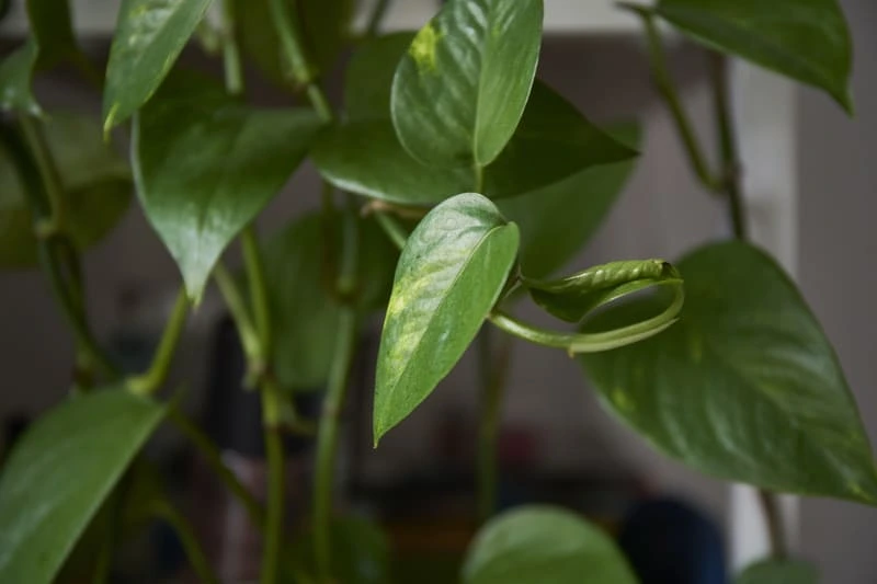 Pothos plants styled as part of a bright home interior