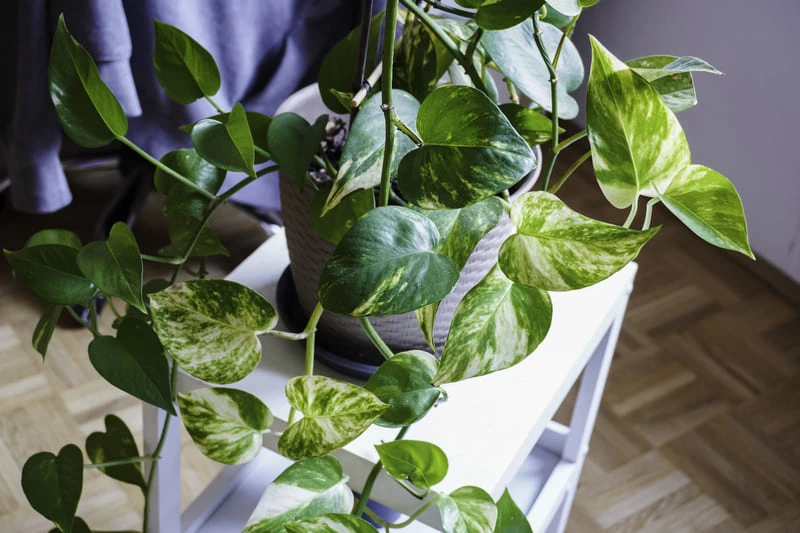 A golden pothos with long trailing vines growing indoors