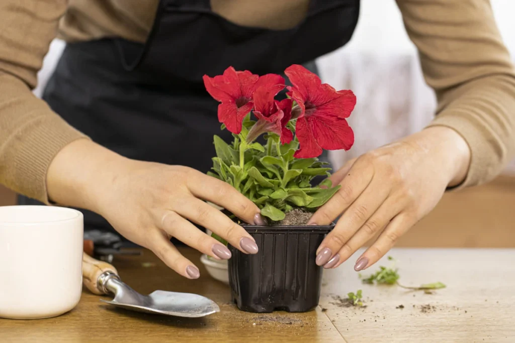 How to care for mums in pots when planting red chrysanthemums in a container