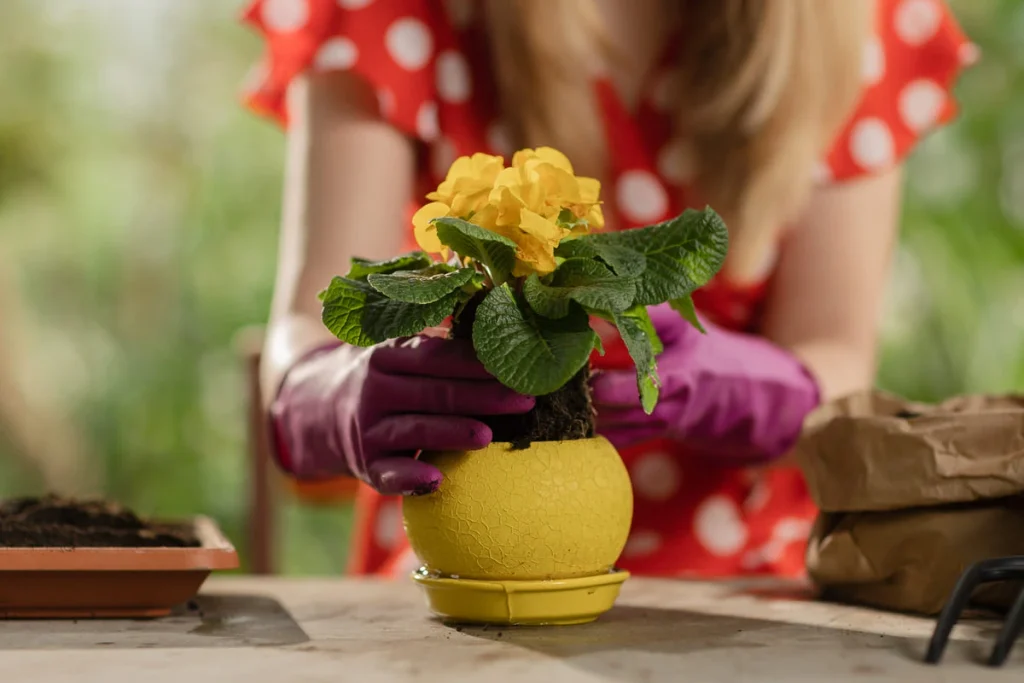How to care for mums in pots by transplanting yellow chrysanthemums into a decorative planter