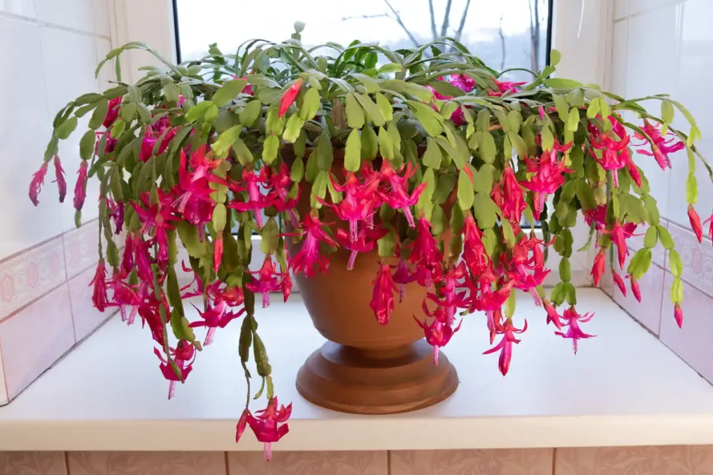 How to get Christmas cactus to bloom: red Christmas cactus in full bloom on a windowsill