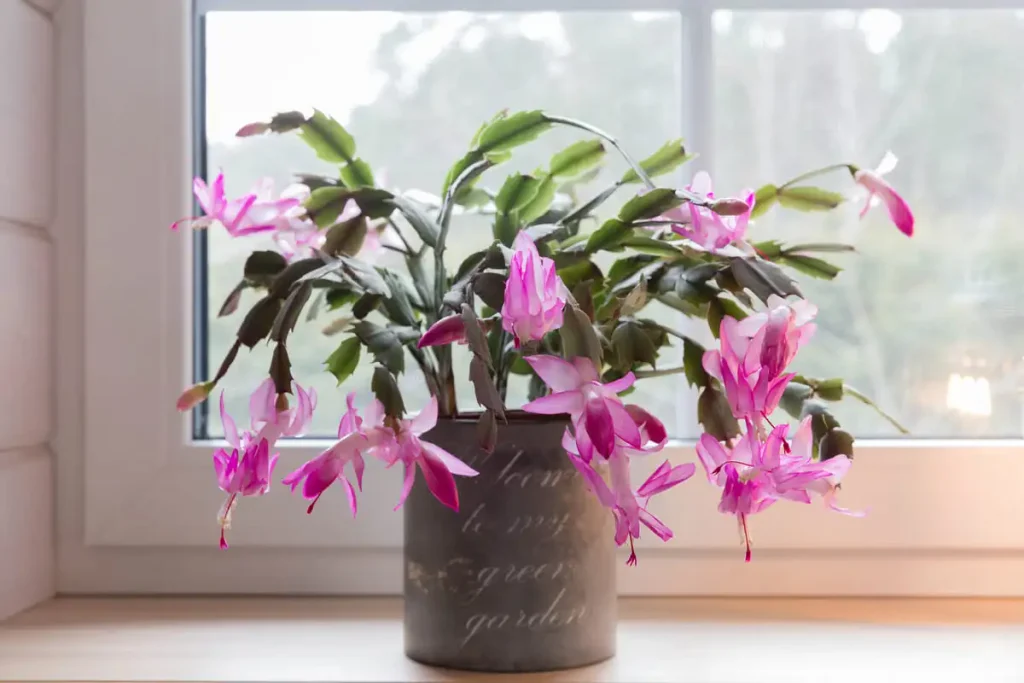 How to get Christmas cactus to bloom indoors: pink Christmas cactus in a pot on a bright windowsill