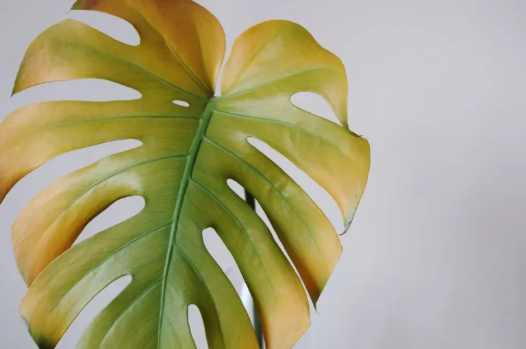 Monstera leaves turning yellow, with a single leaf fading from green to yellow against a grey background