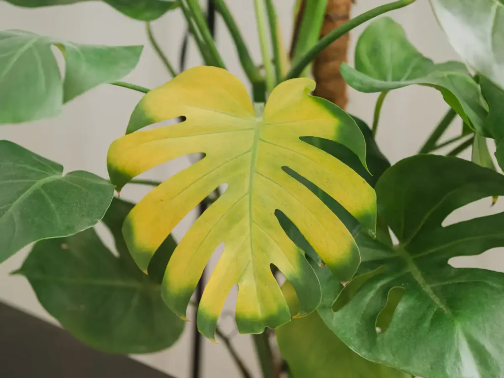 Monstera leaves turning yellow: a yellow leaf among healthy green leaves on a potted monstera
