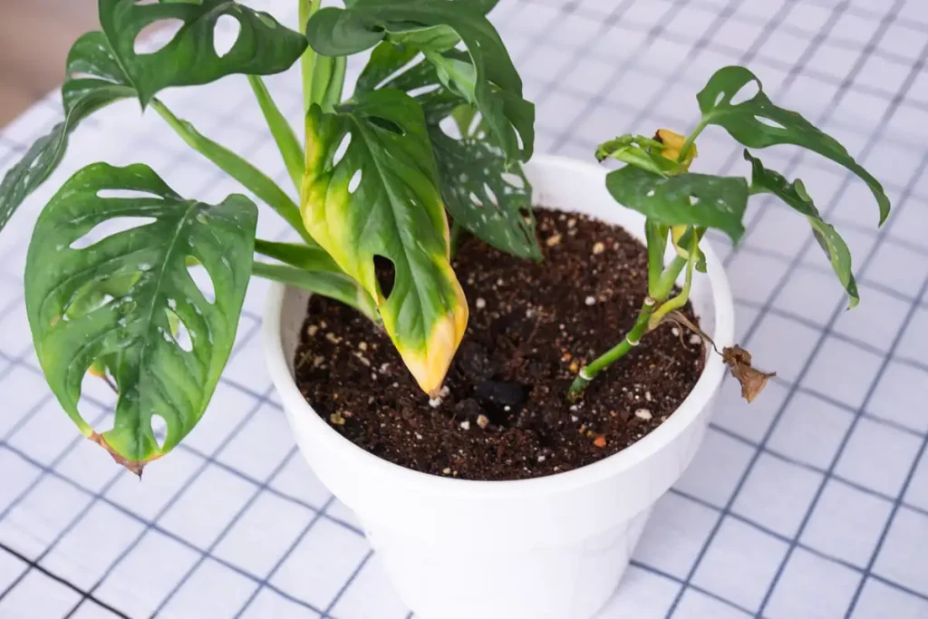 Monstera leaves turning yellow with dry tips, a sign of spider mites or low humidity