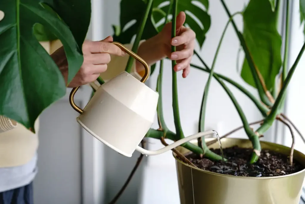 Watering a potted monstera on a windowsill, as overwatering is the top cause of monstera leaves turning yellow