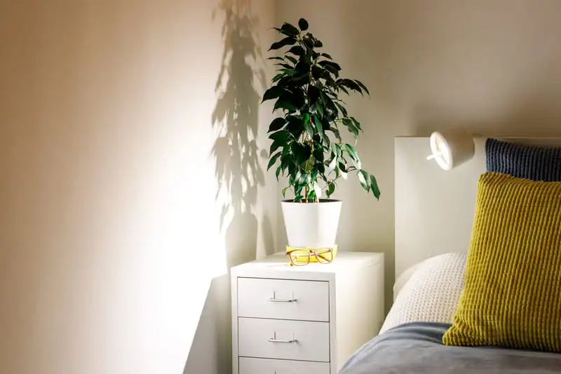 Dopamine decor bedroom with a potted ficus on a bedside table in a cozy, colorful bedroom.