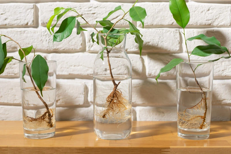 Several plant cuttings with white roots growing in glasses of water against a white brick wall 