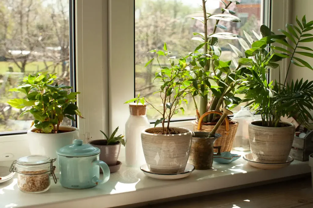 Several plants in ceramic pots lined up on a kitchen windowsill