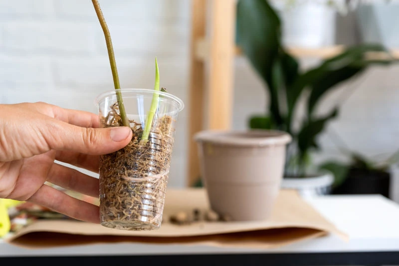 A rooted houseplant cutting held next to a small pot of soil, ready for planting 