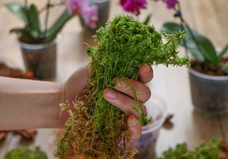 lose-up of damp sphagnum moss ready for rooting houseplant cuttings