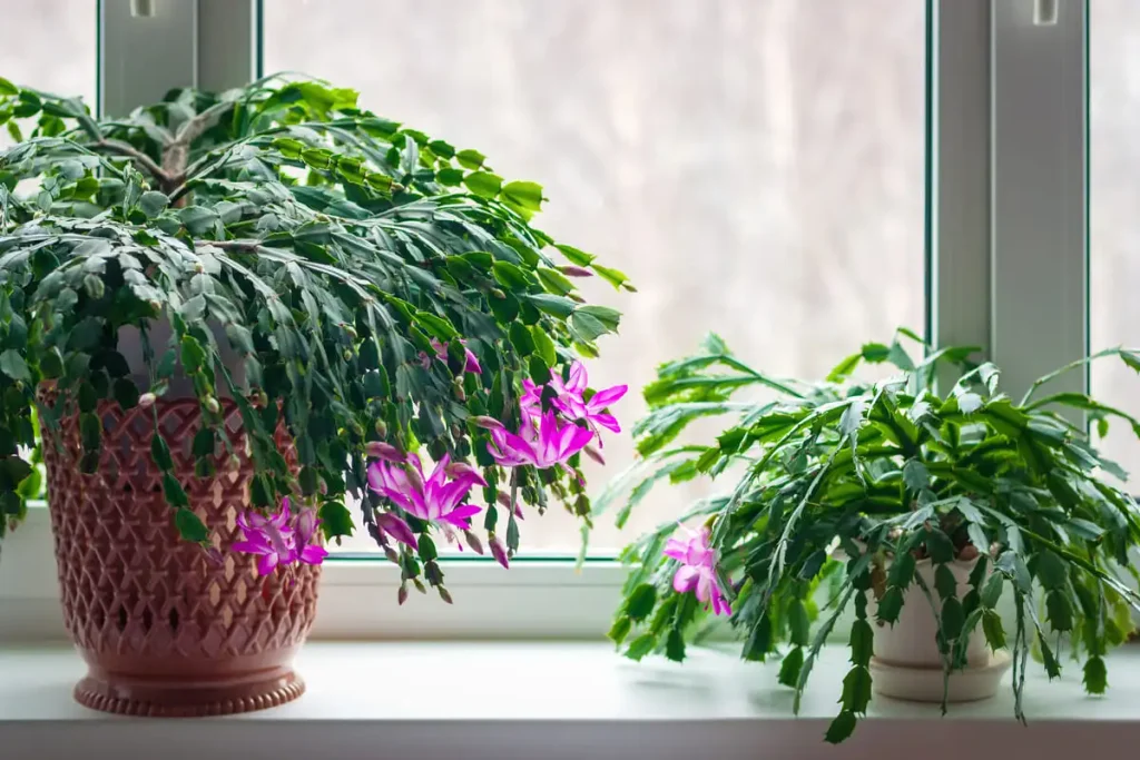 Thanksgiving cactus with pointed, toothed leaf edges