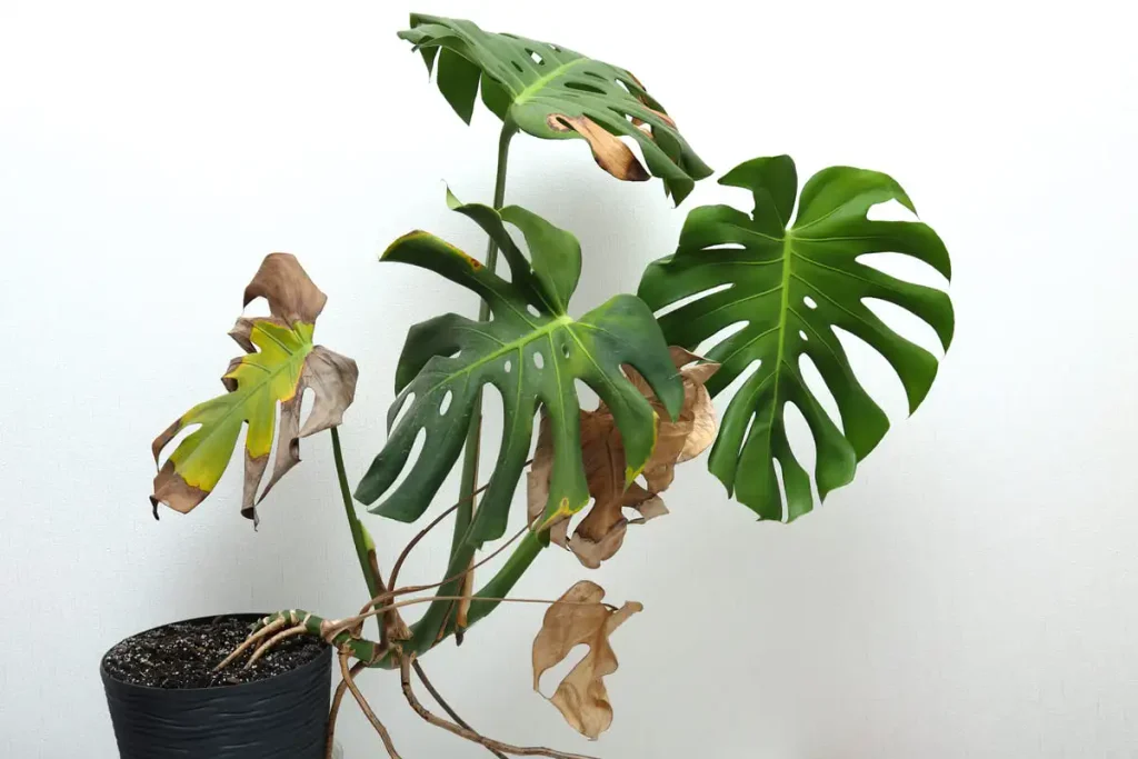 Monstera plant with healthy green leaves alongside unhealthy, discolored ones